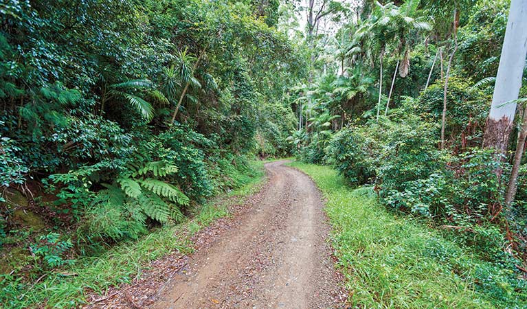 End Peak walking track, Ulidarra National Park. Photo: Rob Cleary &copy; OEH