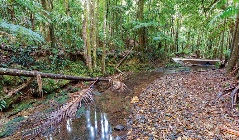 Palm-lined rainforest, Ulidarra National Park. Photo: Robert Cleary &copy; DPIE