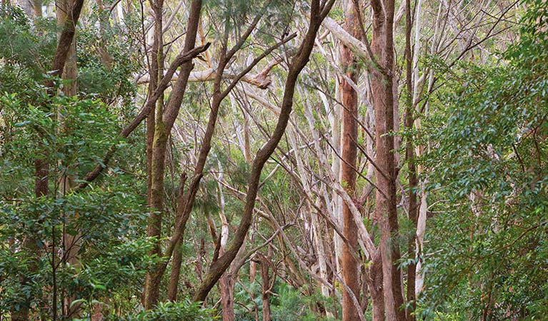 Bushland, Ulidarra National Park. Photo: Robert Cleary &copy; DPIE