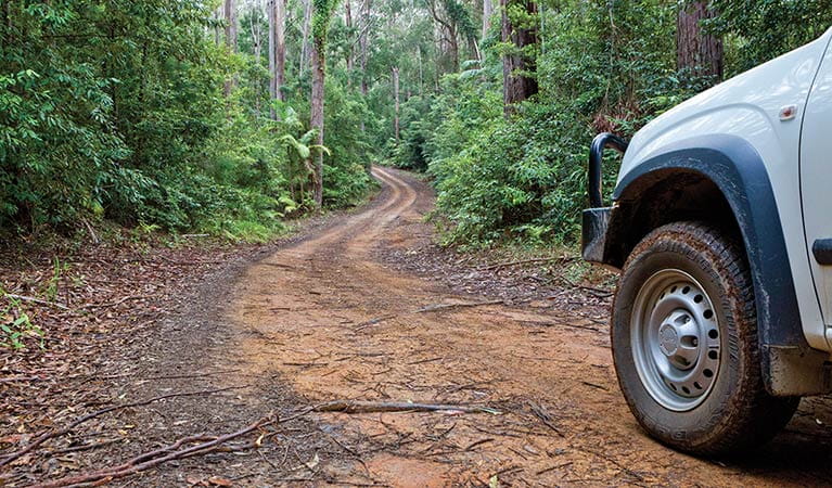 Car touring trail, Ulidarra National Park. Photo: Robert Cleary &copy; DPIE