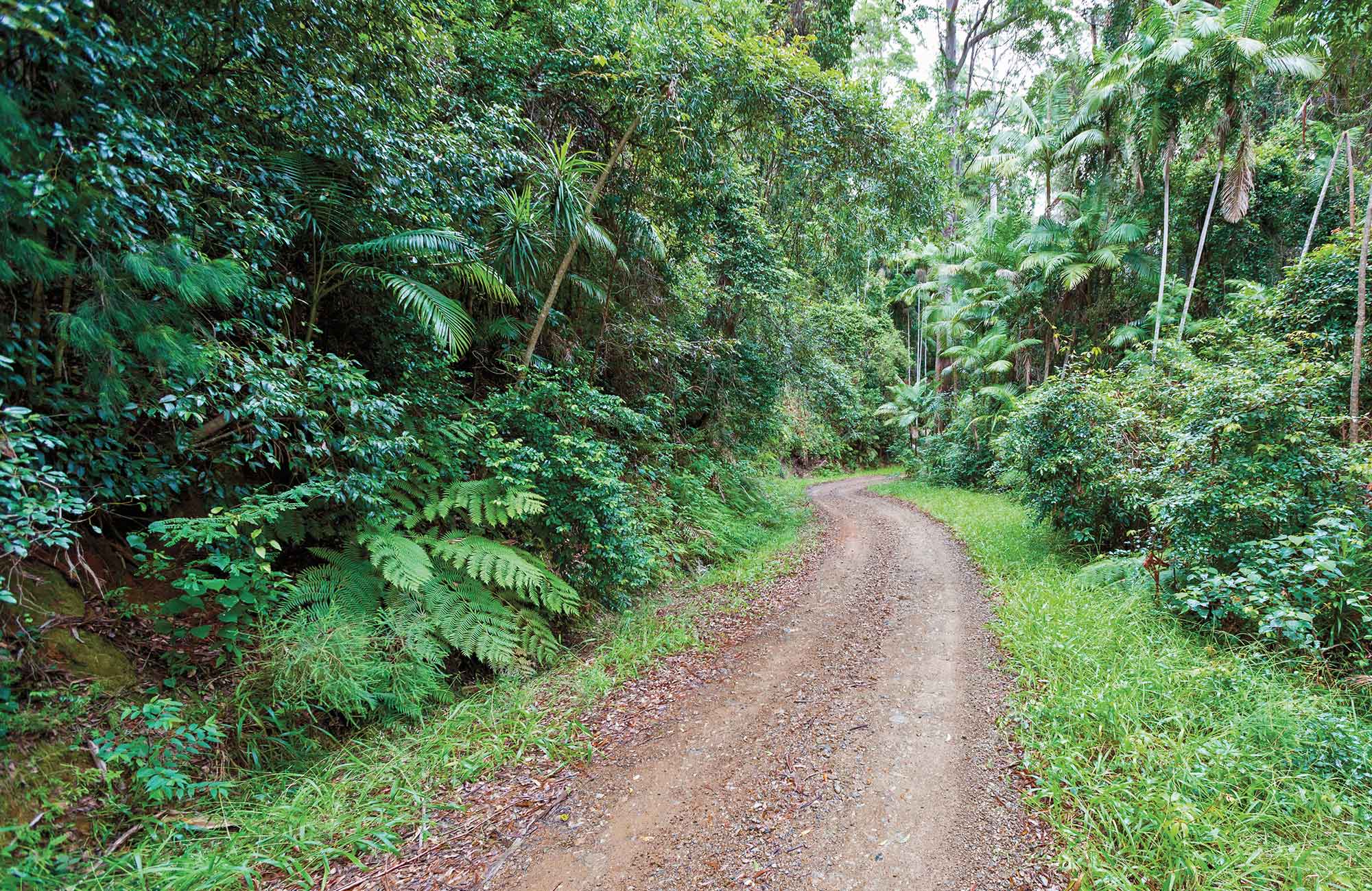 4WD trail, Ulidarra National Park. Photo: Robert Cleary &copy; DPIE