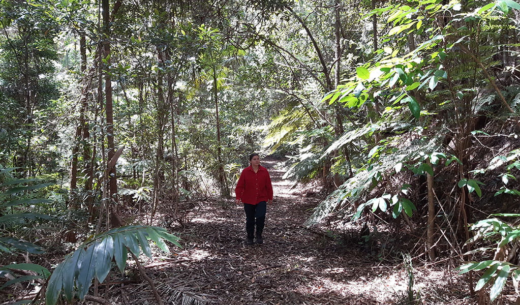 A bushwalker surrounded by forest on Ulidarra walking track, Ulidarra National Park. Photo: DPE &copy; DPE