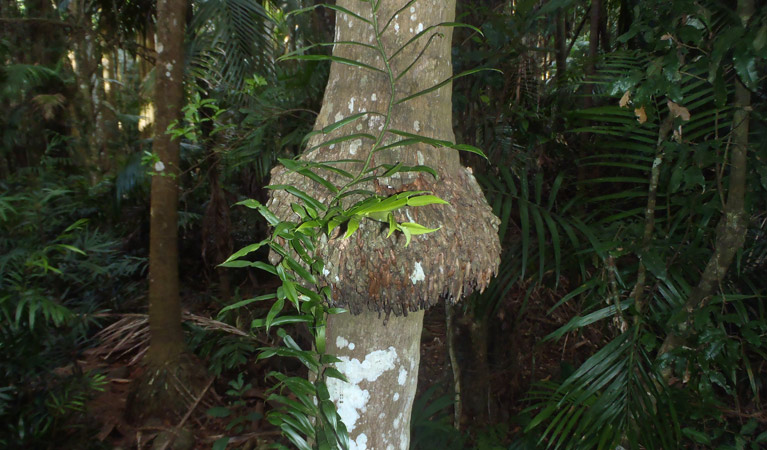 Bangalow palm, Victoria Park Nature Reserve. Artist: NSW Government.