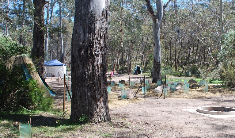 Cascades campground site, Wadbilliga National Park. Photo Jo Vincent