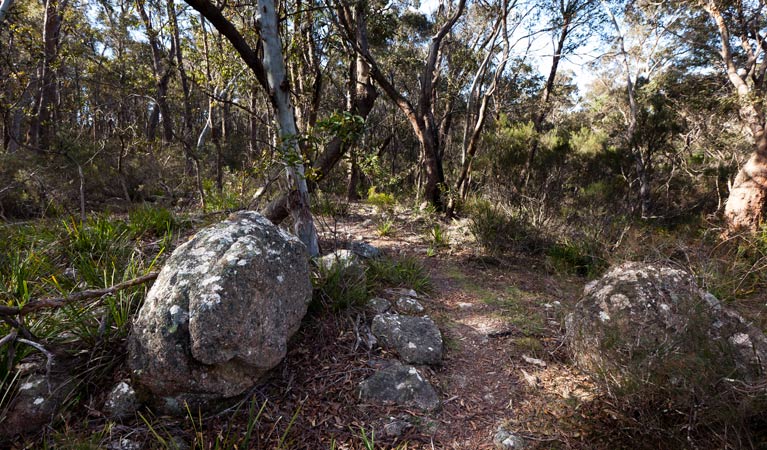 Tuross Falls walking track, Wadbilliga National Park. Photo: Lucas Boyd Photography/NSW Government