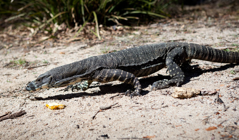 Wadbilliga National Park. Photo: Lucas Boyd Photography/NSW Government