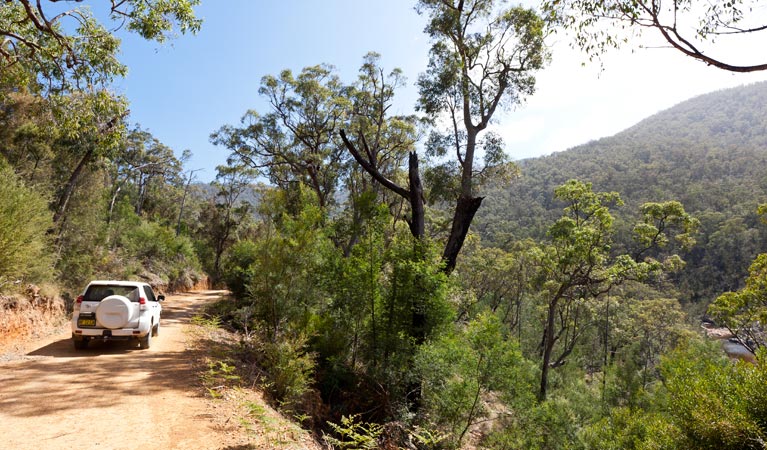 A 4WD vehicle drives along Wadbilliga Road Drive dirt road in Wadbilliga National Park. Photo: Lucas Boyd/DPIE