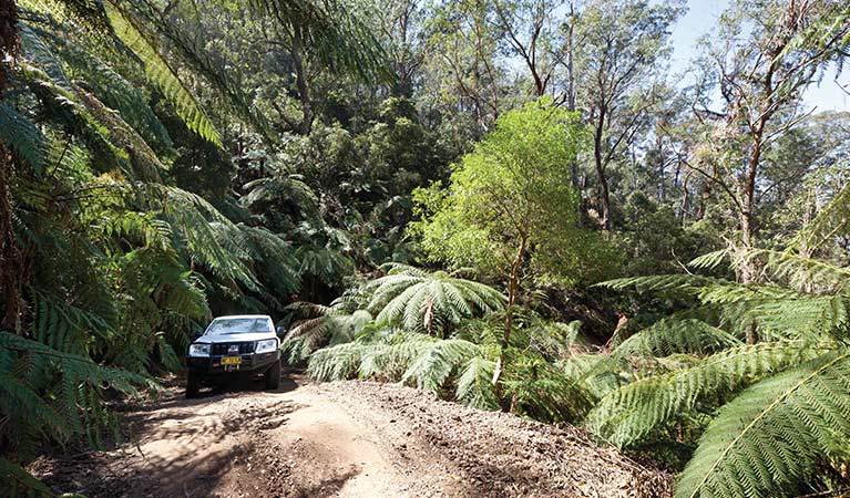 A 4WD vehicle travels past ferns along Wadbilliga Road Drive, Wadbilliga National Park. Photo: Lucas Boyd/DPIE