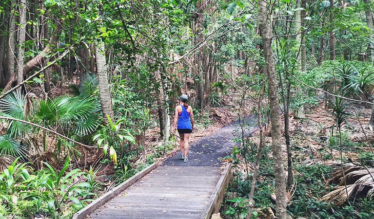 Palm Valley loop track, in Walgun Cape Byron State Conservation Area. Photo:OEH/Matthew Graham