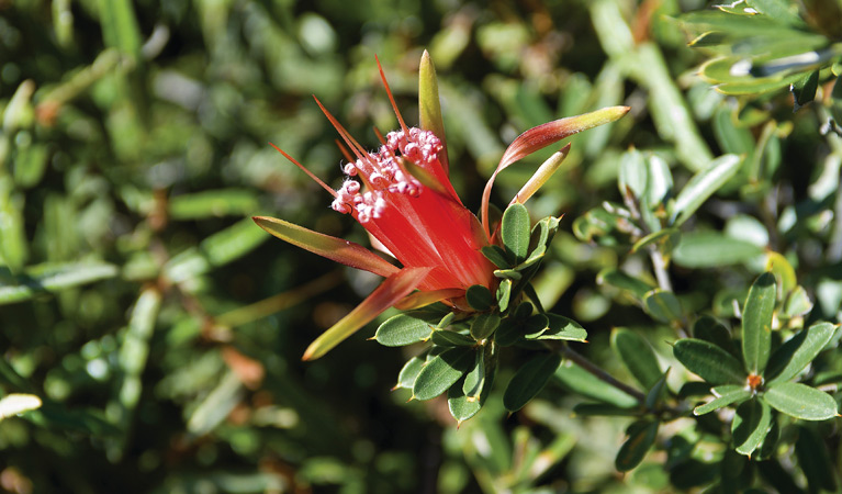 Lambertia Formosa. Photo: Michael Van Ewijk/OEH