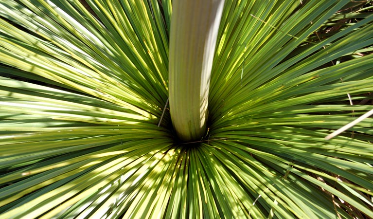 Xanthorea. Photo: NSW Government