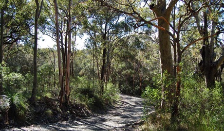 Yondeo trail path, Wallarah National Park. Photo: Susan Davis.