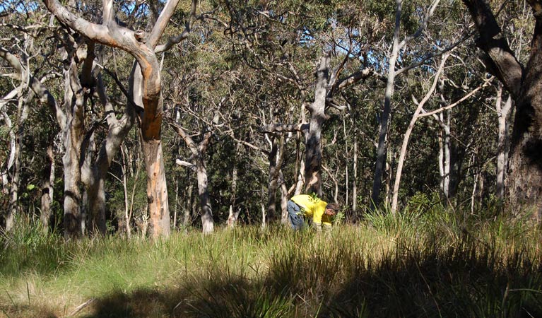 Yondeo trail cycling, Wallarah National Park. Photo: Susan Davis.