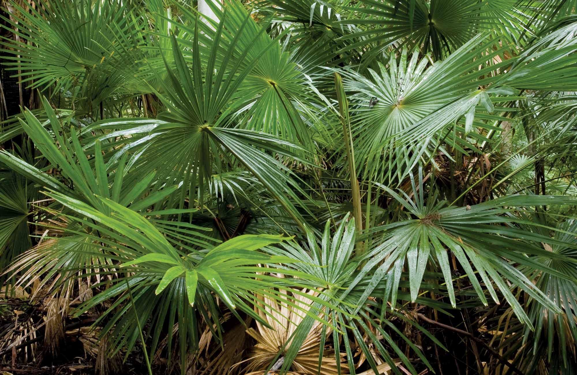 Sugar Palms, Wallingat National Park. Photo: NSW Government