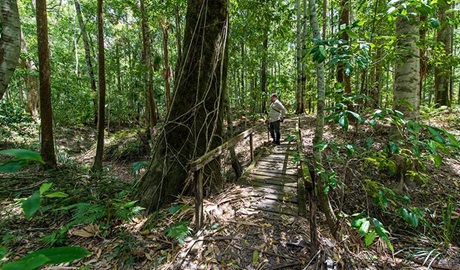 Cabbage Palm loop walking track, Wallingat National Park. Photo: John Spencer &copy; OEH