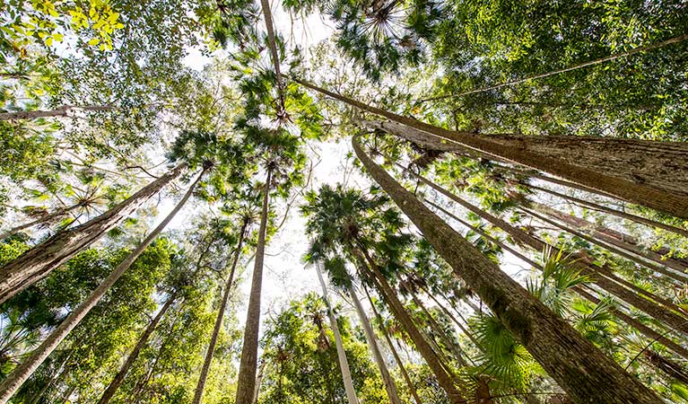 Cabbage Palm loop walking track, Wallingat National Park. Photo: John Spencer &copy; OEH