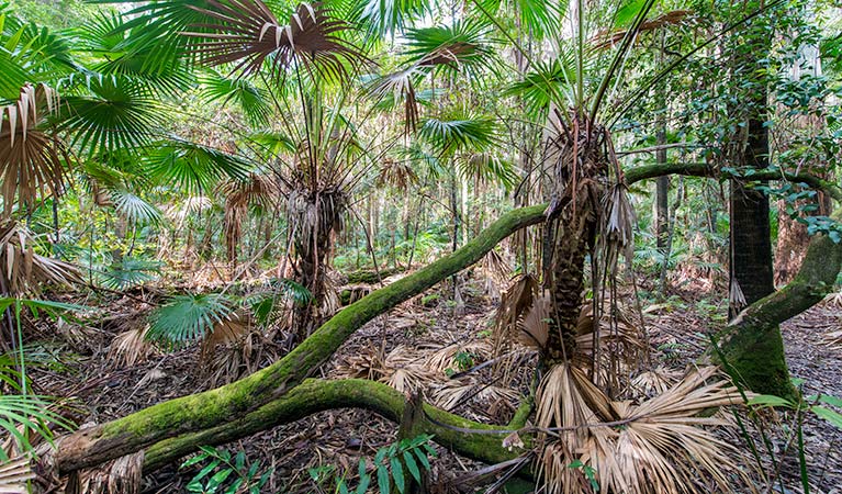 Cabbage Palm loop walking track, Wallingat National Park. Photo: John Spencer