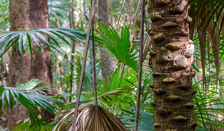 Cabbage Palm loop walking track, Wallingat National Park. Photo: John Spencer &copy; OEH