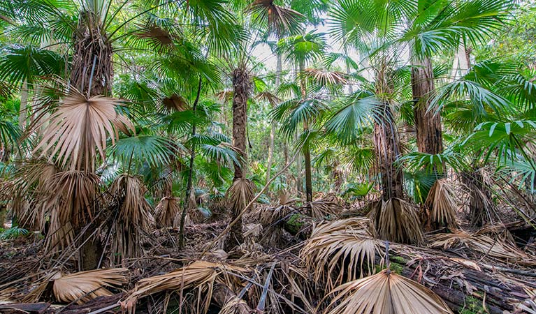 Cabbage Palm loop walking track, Wallingat National Park. Photo: John Spencer &copy; OEH