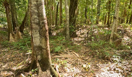 Coachwood loop walking track, Wallingat National Park. Photo: John Spencer &copy; OEH