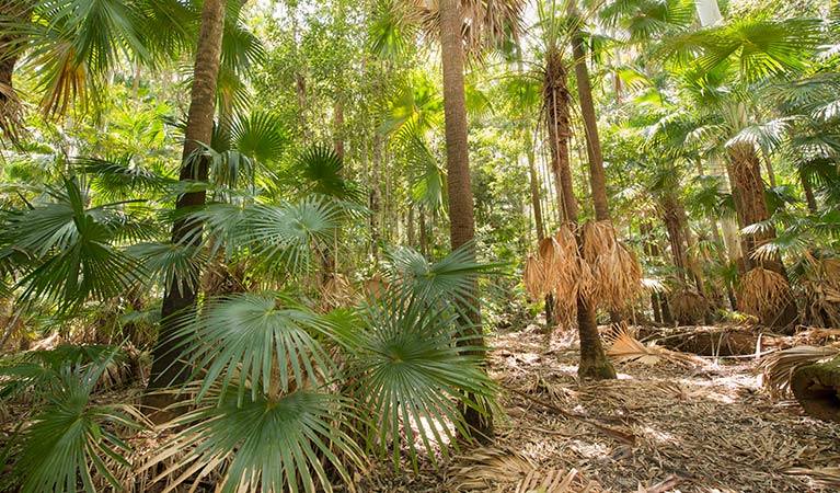 Coachwood loop walking track, Wallingat National Park. Photo: John Spencer &copy; OEH