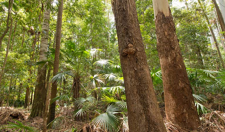 Coachwood loop walking track, Wallingat National Park. Photo: John Spencer &copy; OEH