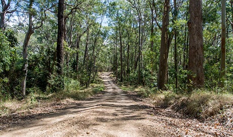 Double Wharf to Whoota Whoota cycle loop, Wallingat National Park. Photo: John Spencer