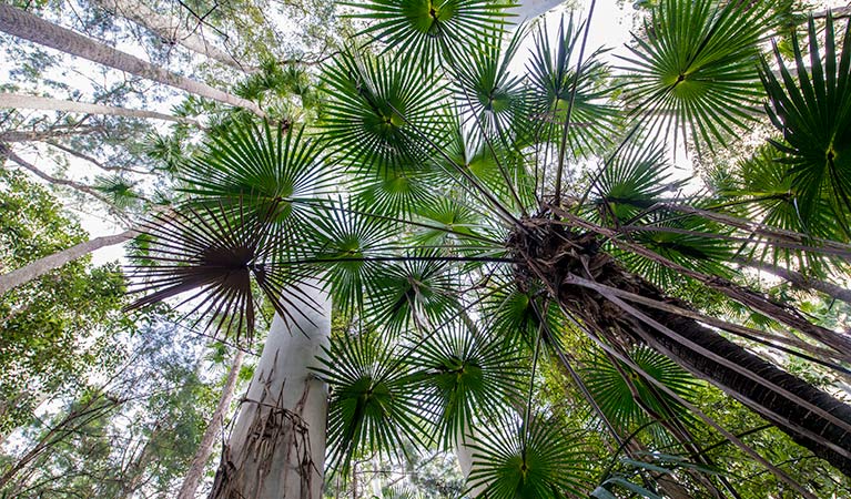 Double Wharf trail, Wallingat National Park. Photo: John Spencer