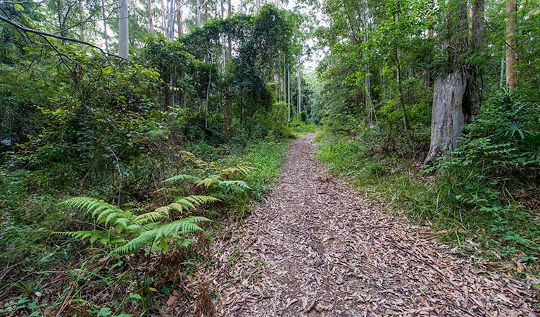 Double Wharf trail, Wallingat National Park. Photo: John Spencer