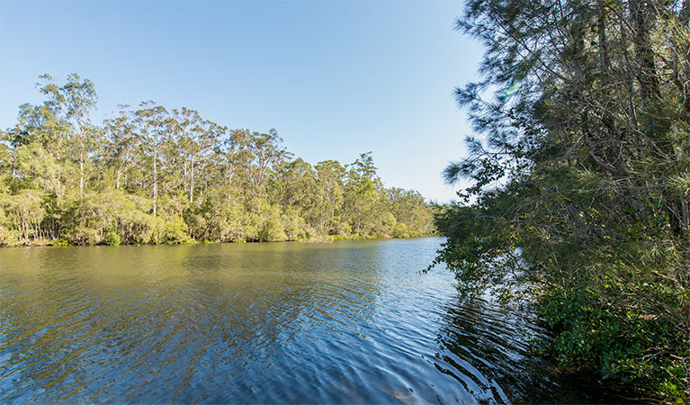 Ferny Creek campground, Wallingat National Park. Photo: John Spencer/NSW Government