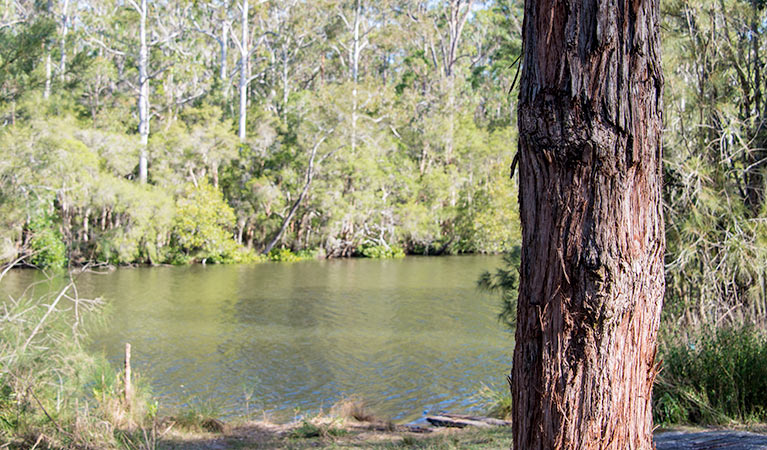 Ferny Creek campground, Wallingat National Park. Photo: John Spencer/NSW Government