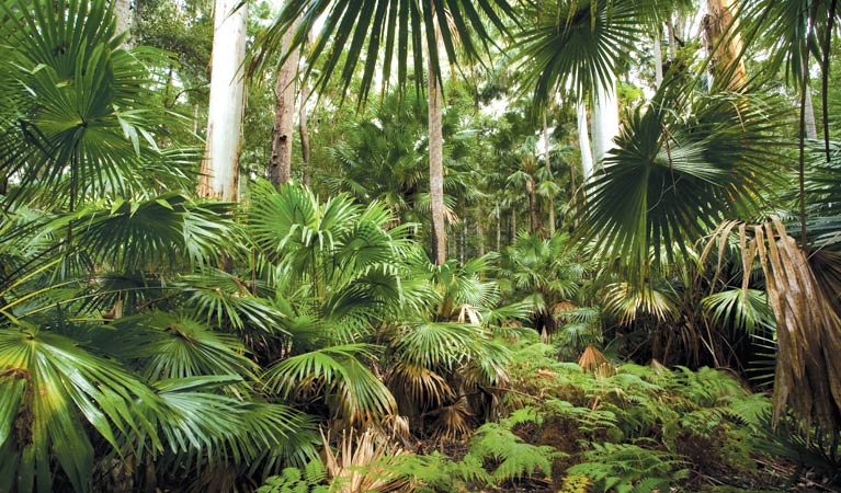 Sugar Palms, Wallingat National Park. Photo: Ian Brown/NSW Government