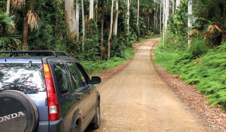 Wallingat Forest drive, Wallingat National Park. Photo: Ian Charles/NSW Government