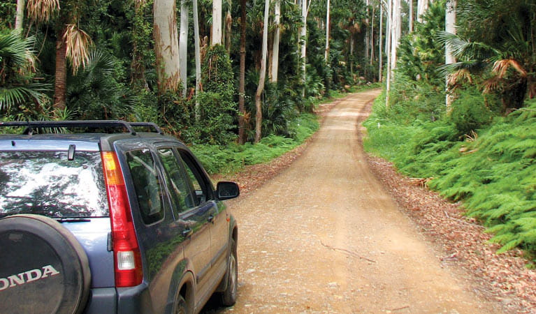 Wallingat Forest drive, Wallingat National Park. Photo: Ian Charles/NSW Government