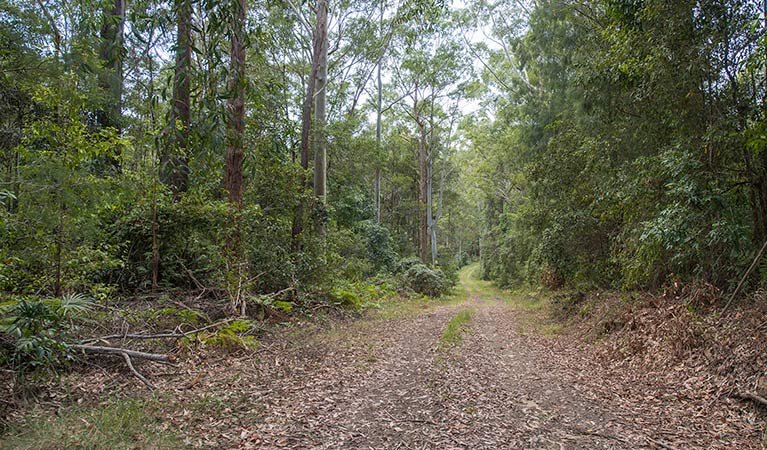 Southern Boundary trail, Wallingat National Park. Photo: John Spencer