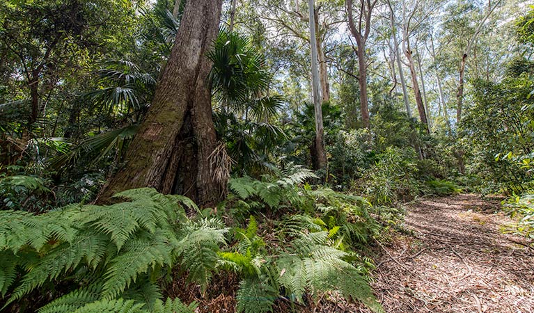 Sugar Creek trail, Wallingat National Park. Photo: John Spencer &copy; OEH