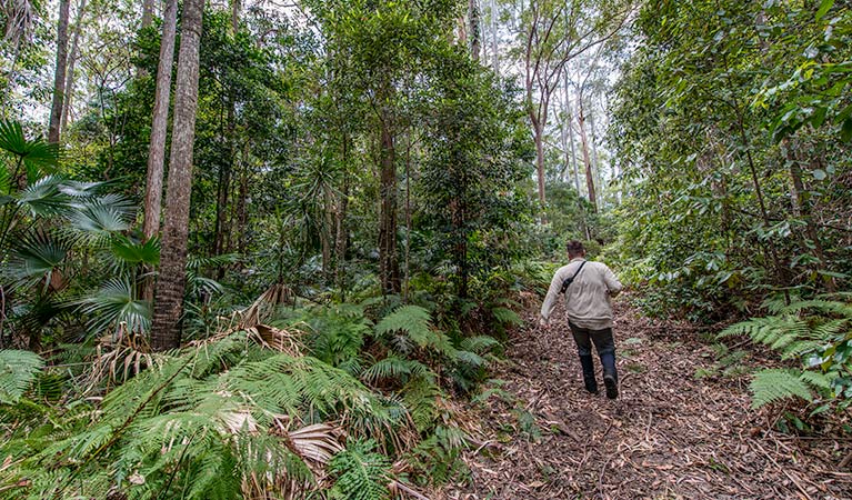 Sugar Creek trail, Wallingat National Park. Photo: John Spencer &copy; OEH