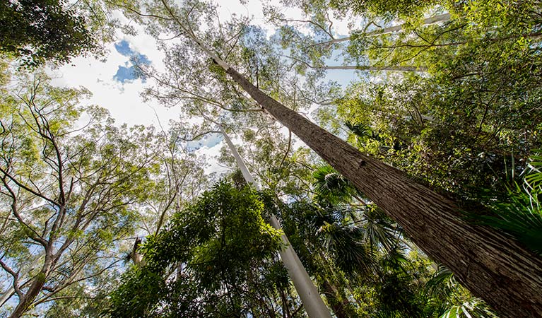 Sugar Creek trail, Wallingat National Park. Photo: John Spencer &copy; OEH