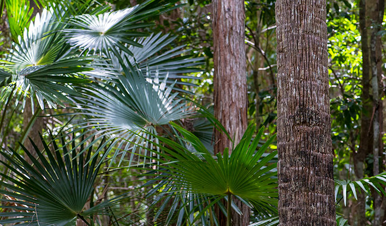 Sugar Creek trail, Wallingat National Park. Photo: John Spencer &copy; OEH