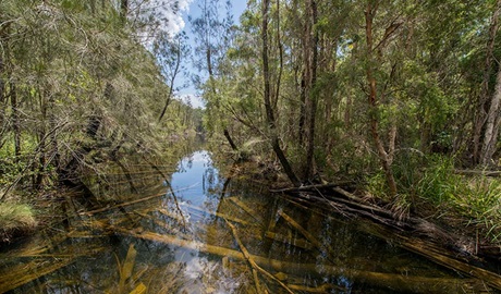 Tip to Tail trail, Wallingat National Park. Photo: John Spencer