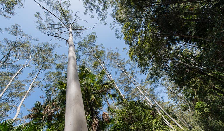 Tip to Tail trail, Wallingat National Park. Photo: John Spencer