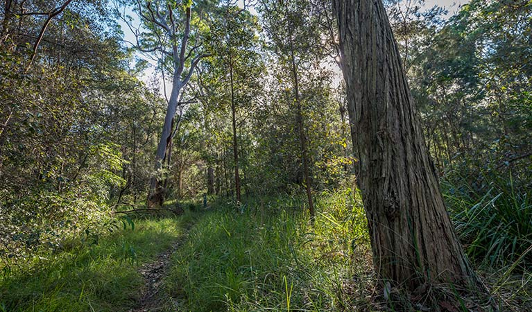 Wallumatta loop trail, Wallumatta Nature Reserve. Photo: John Spencer &copy; DPIE