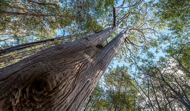 Towering trees, Wallumatta Nature Reserve. Photo: John Spencer &copy; DPIE