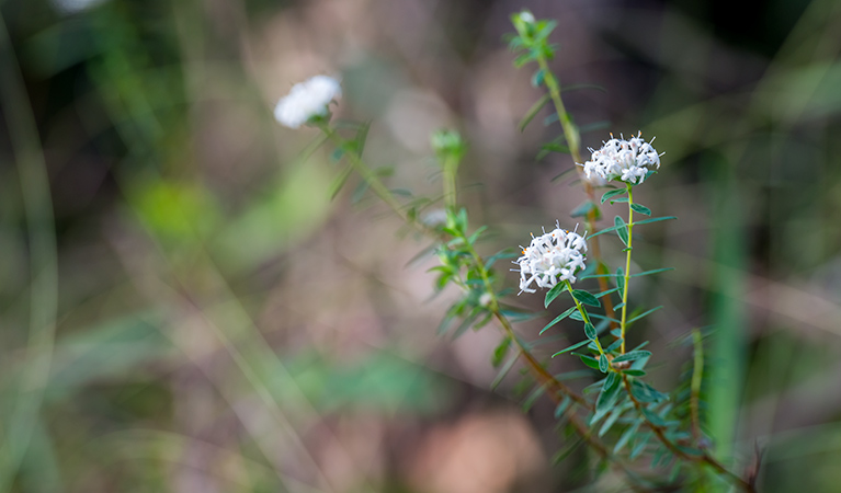 Wildflowers, Wallumatta Nature Reserve. Photo: John Spencer &copy; DPIE