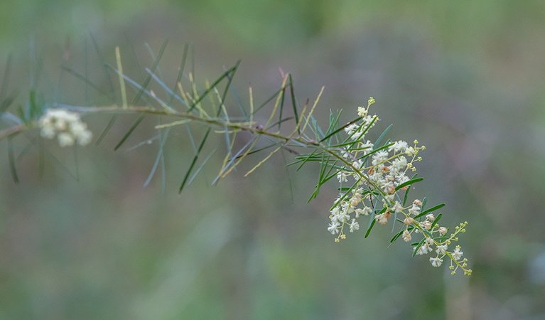 Wildflowers, Wallumatta Nature Reserve. Photo: John Spencer &copy; DPIE