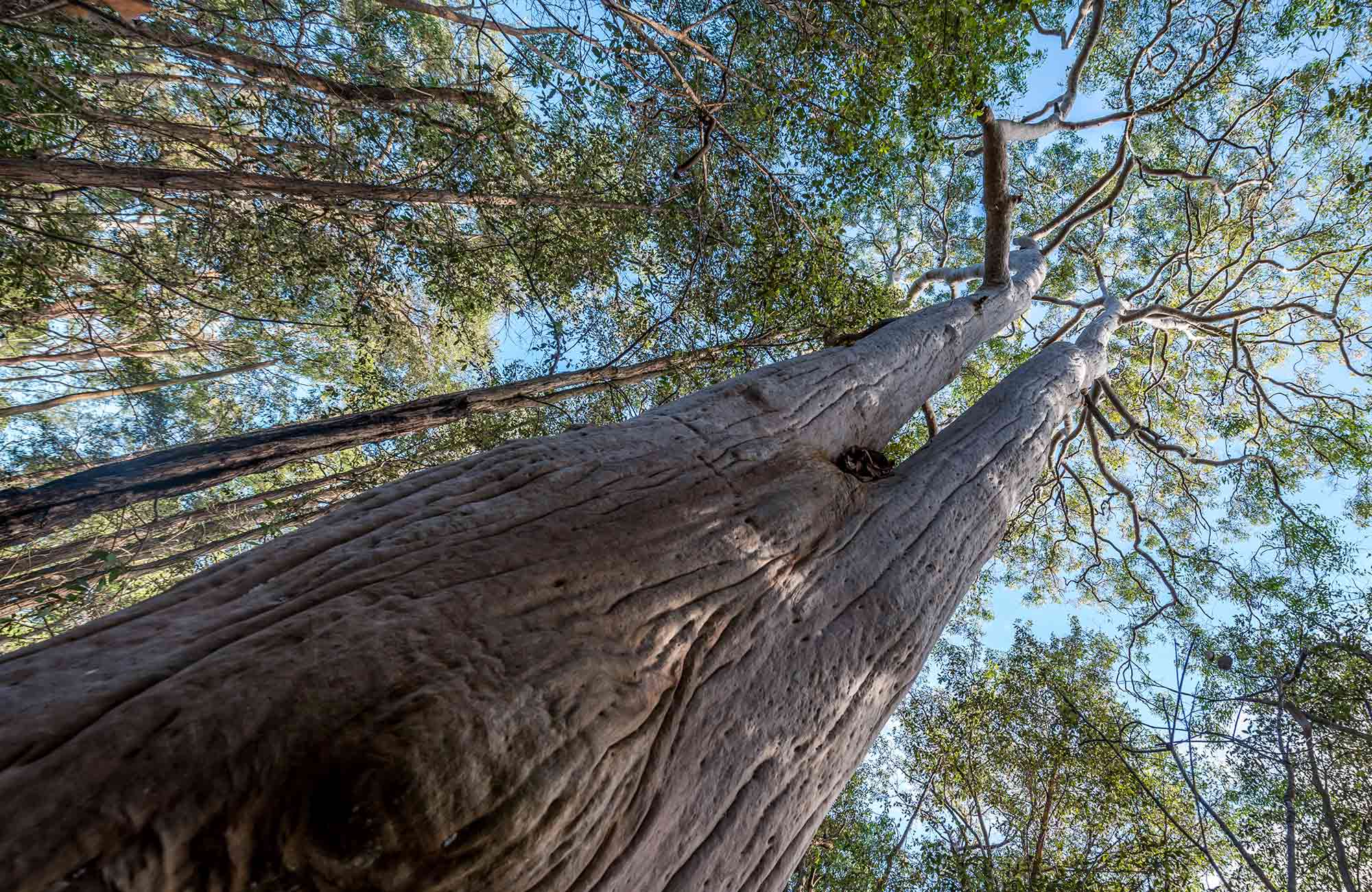 Towering trees, Wallumatta Nature Reserve. Photo: John Spencer &copy; DPIE