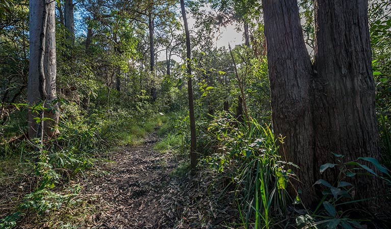 Wallumatta loop trail, Wallumatta Nature Reserve. Photo: John Spencer &copy; OEH