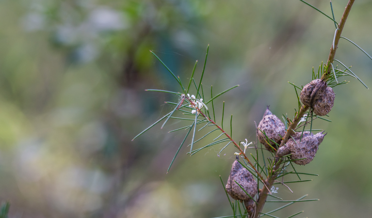 Wildflowers, Wallumatta loop trail. Photo: John Spencer