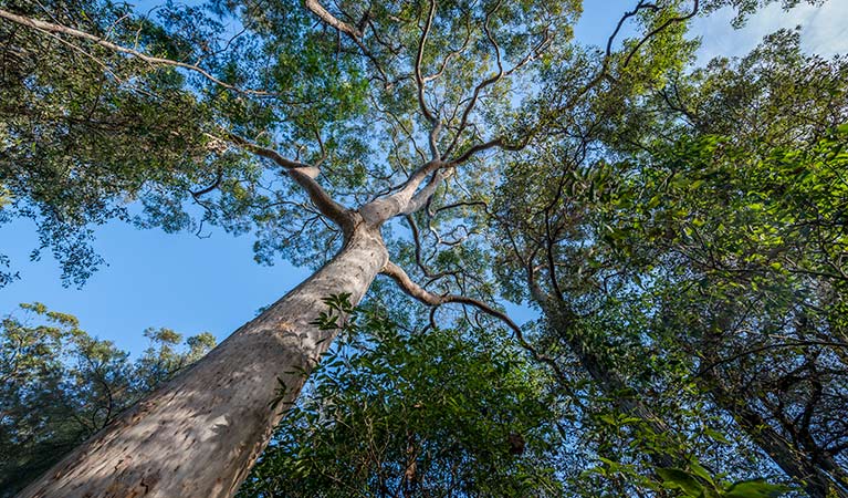 Towering trees, Wallumatta loop trail. Photo: John Spencer &copy; OEH