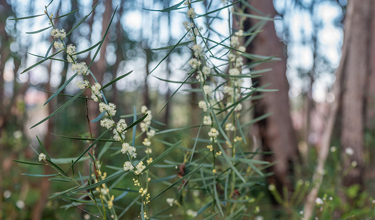 Wildflowers, Wallumatta loop trail. Photo: John Spencer